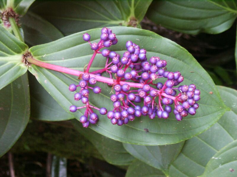 Medinilla, (Medinilla cumingii)
