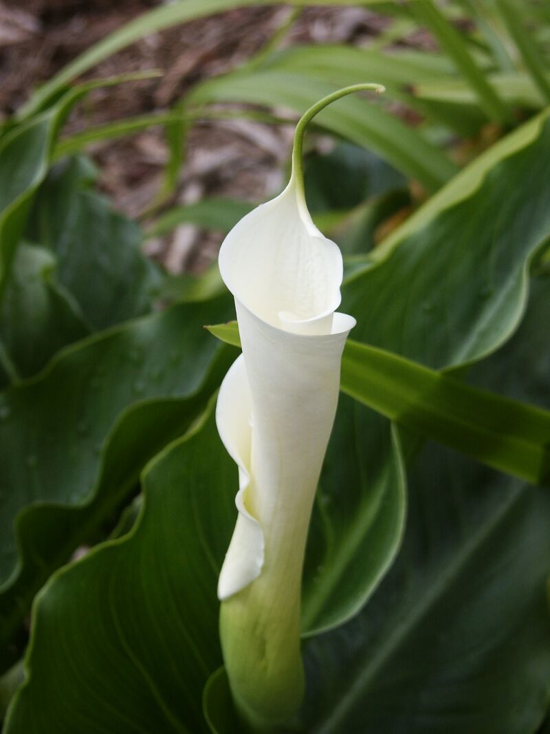 Calla Lily, Kokee State Park
