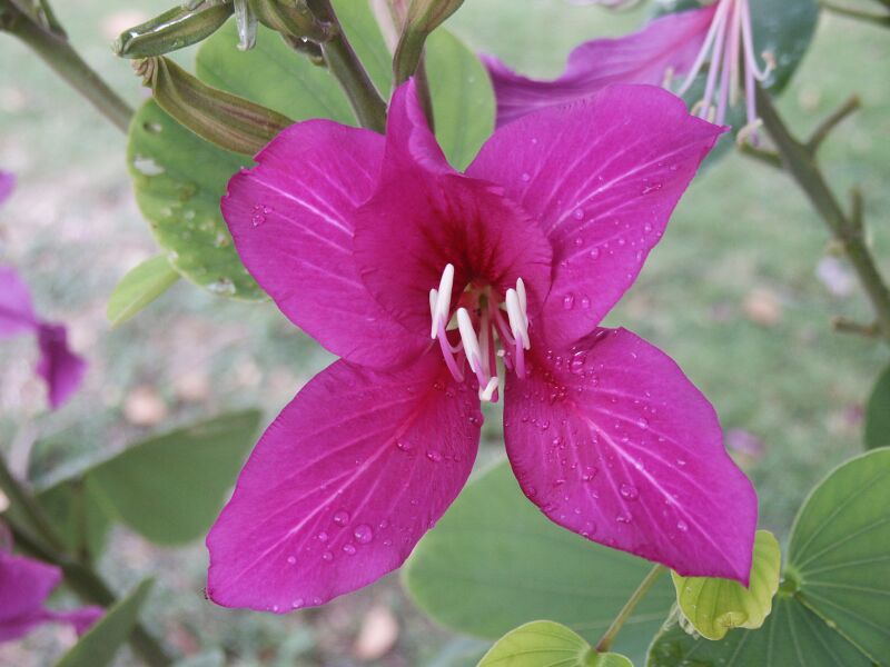 Hong Kong Orchid Tree