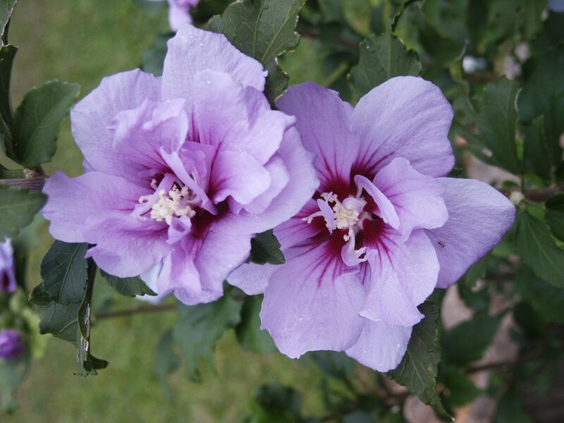 Rose of Sharon