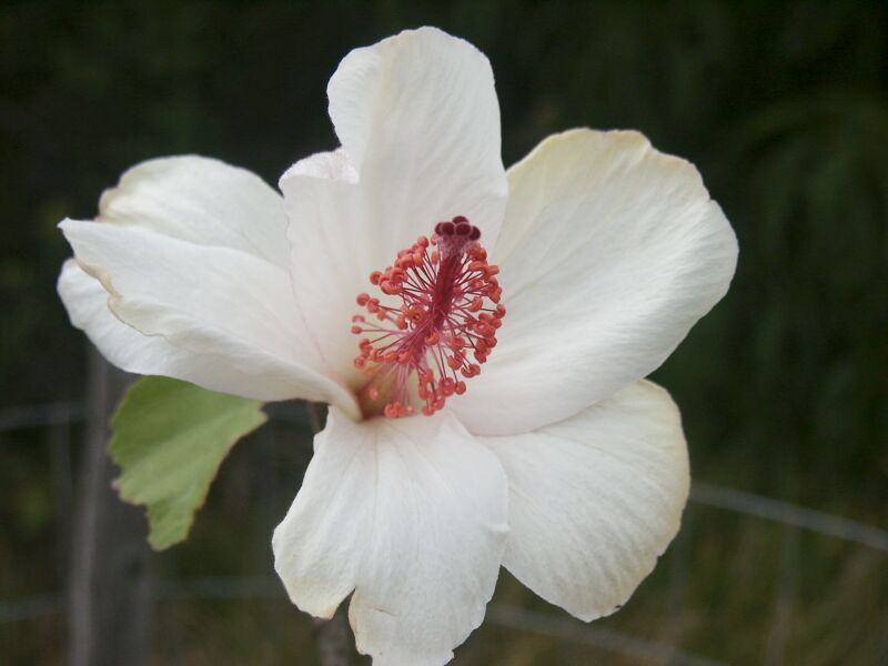 Kokio Keokeo Hibiscus