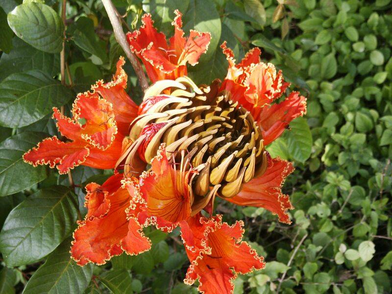 Scarlet African Tulip, Spathodea campanulata