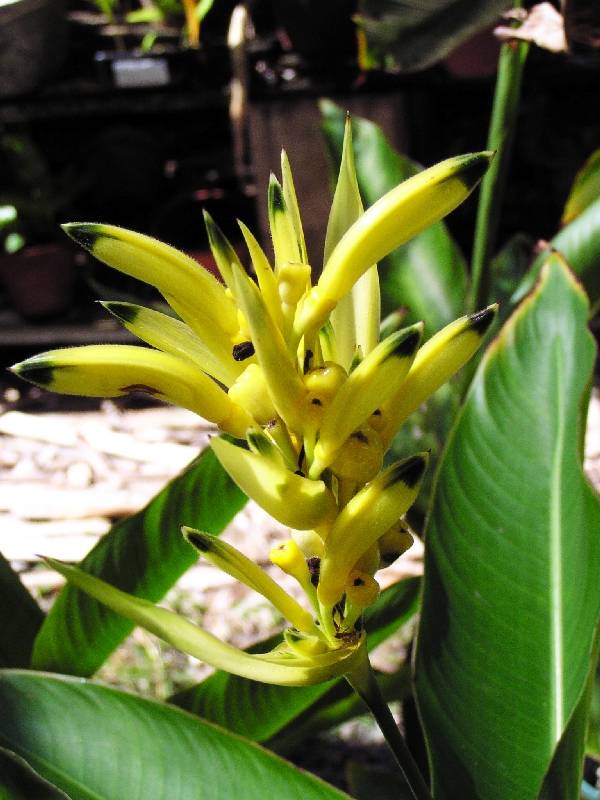 Parrots Beak Yellow