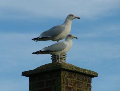 Double-Decker Seagull