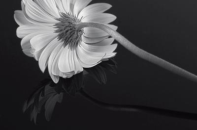 Gerbera Reflection  black & white version