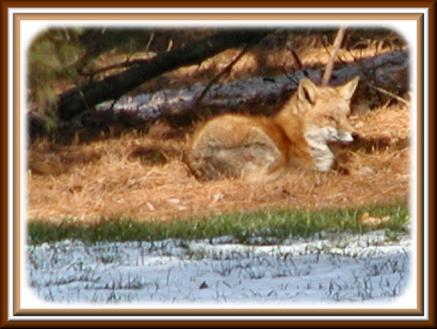 Red Fox 1