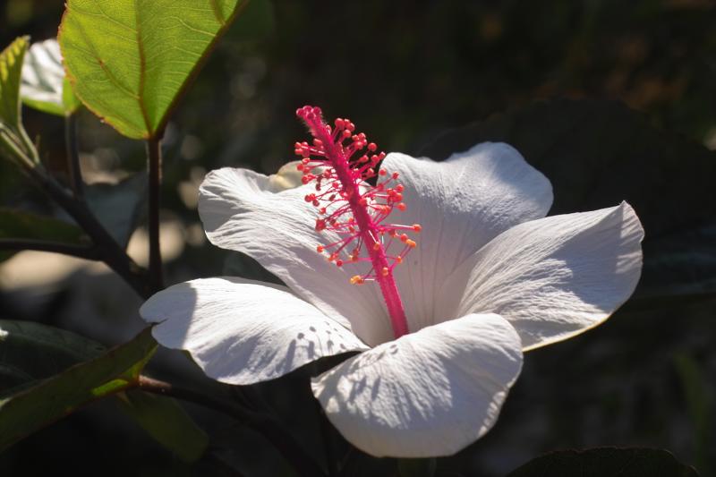White Hibscus