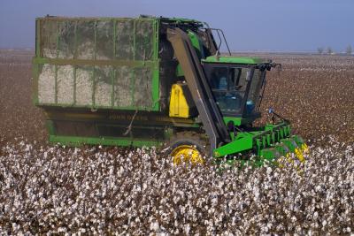 cotton picking near firebaugh