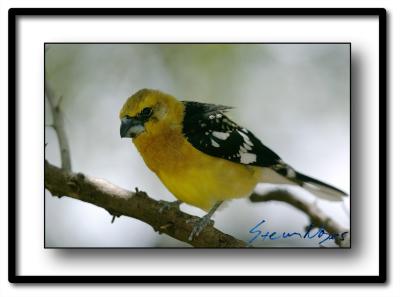 Yellow Grosbeak