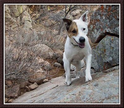 Dog Hiking