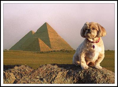 gracie pyramids.jpg