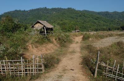 Rice field with working hut, Laos