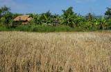Rice field in December, Laos