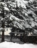 Snow DSC04124.jpg