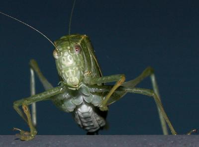 Katydid.jpg