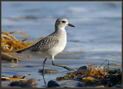 Black-bellied Plover
