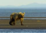 bear walking