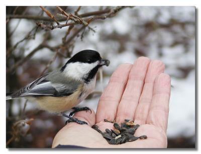 Hand feeding Chickadee