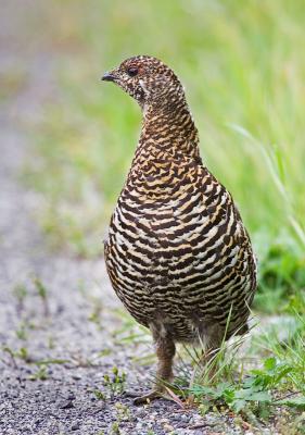 Female Spruce Grouse (_P9E2760.jpg)