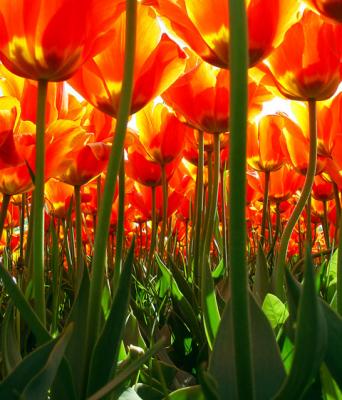 1st Place Winner!Tulip forest,the ant's perspectiveby Willem