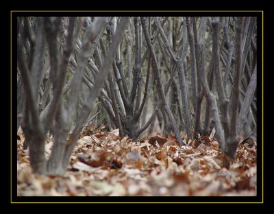 I'm a squirrell by Omar Abiera