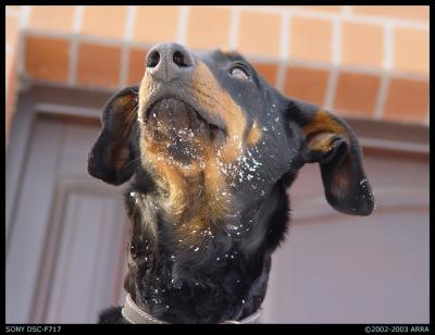 under the dog by arra