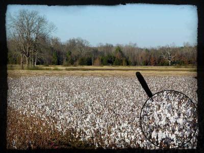 Abandoned Cottonfield by Judy