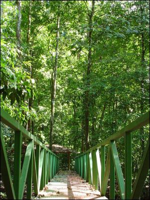 The Bridge in the Forest by Carlos Chacon