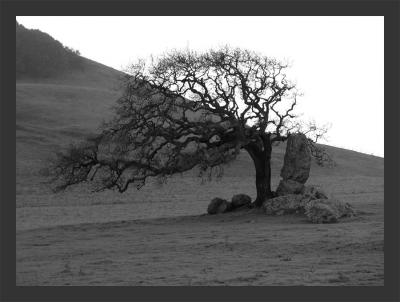 Ancient Oakby Ann Chaikin