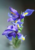 <b>Winter Iris</b><br><font size=1>by Faye White</font>