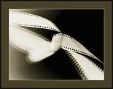 <br>The Ghost of Images Past<br><font size=1>by MFC</font></p>