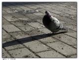 hopscotch in the morning light*