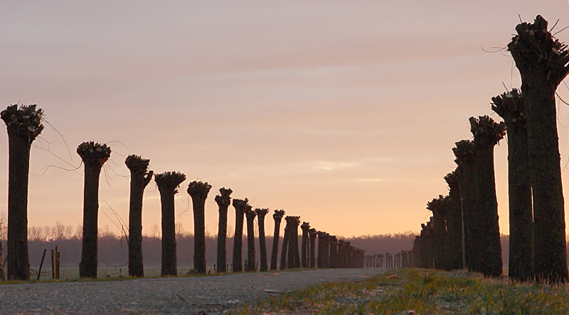 <p align=center> <b> all in a row</b> <br> <font size=1> by Hewy