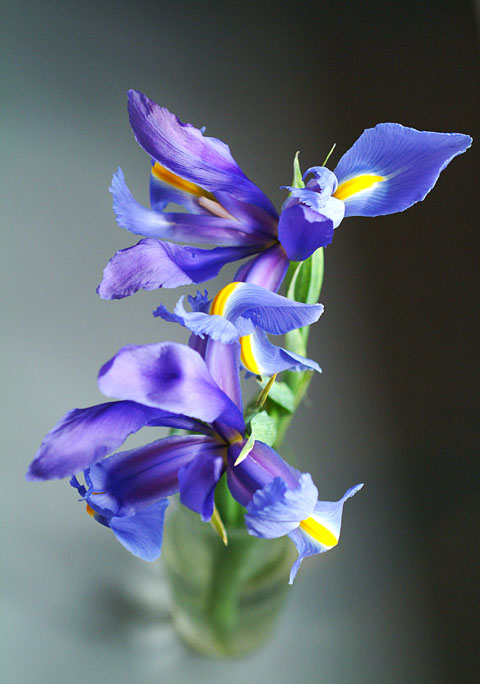 <b>Winter Iris</b><br><font size=1>by Faye White</font>