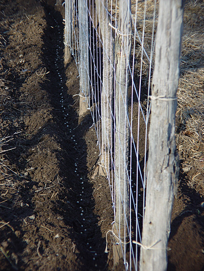 <B>Pea Seed and Trellis</B><BR><FONT size=2>Rick Webb</FONT>