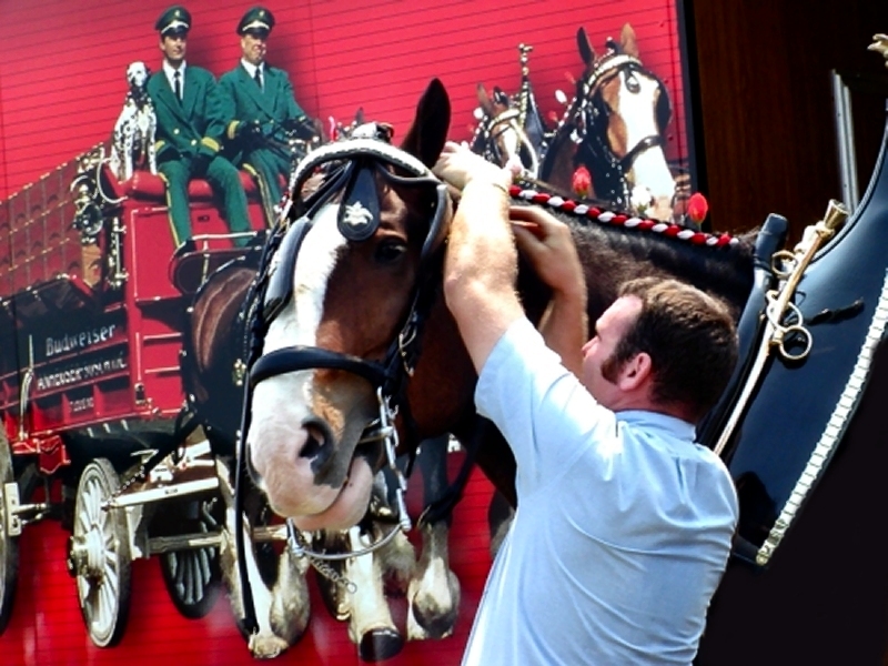 <br>This Buds For You!</br><br>P. Beeson