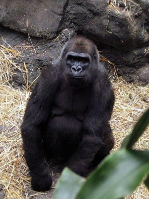 u23/stugold/medium/33087792.gorilla.jpg