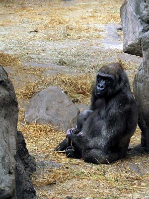 u23/stugold/medium/33087797.gorilla2.jpg