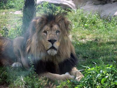 u23/stugold/medium/33087805.lion.jpg