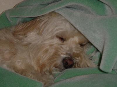 Sleepy head