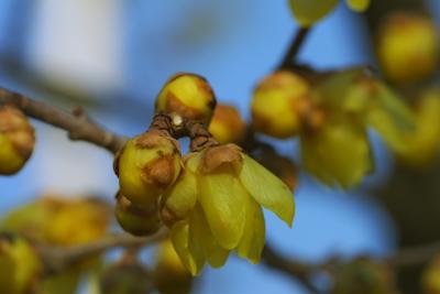 Japanese Allspice