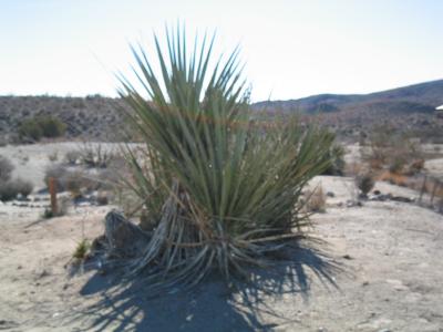 Pointy in the Booty Cactus