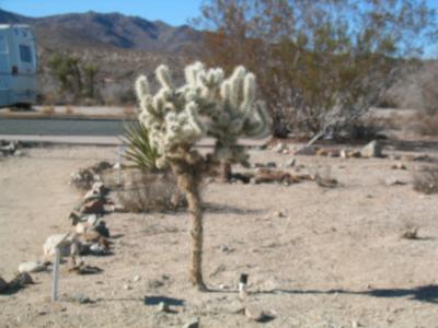 Hang Your Coats Here Cactus