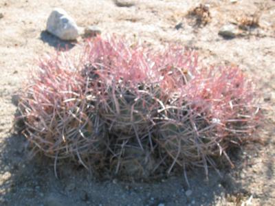 Don't Sit Here Cactus