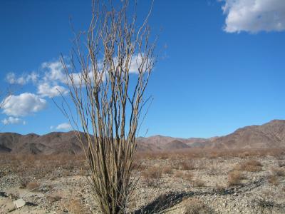 Ocotillo Good Fellow Cactus
