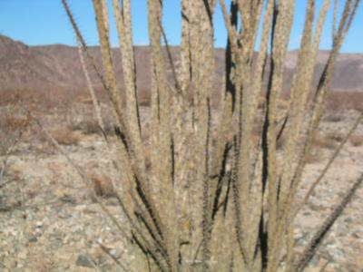 Ocotillo Up-close