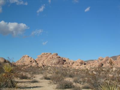 Presumably some cacti out there somewhere