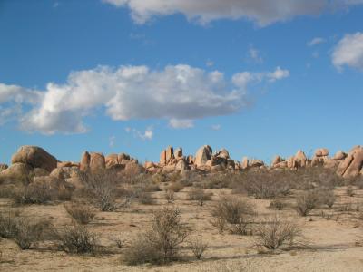 Cacti Rocks