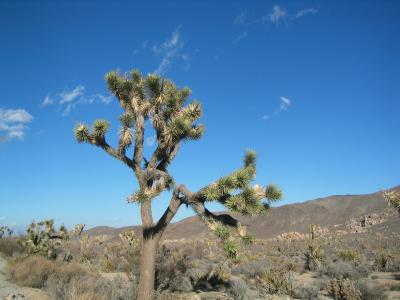 The famous Joshua Tree