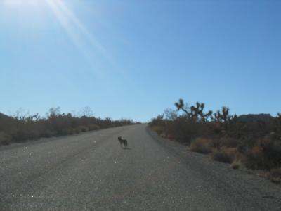 Wile E. Coyote